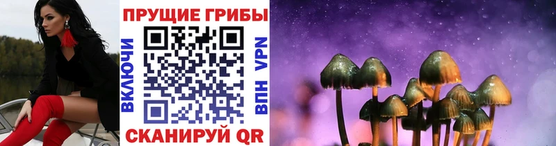 Псилоцибиновые грибы Psilocybe Ясный